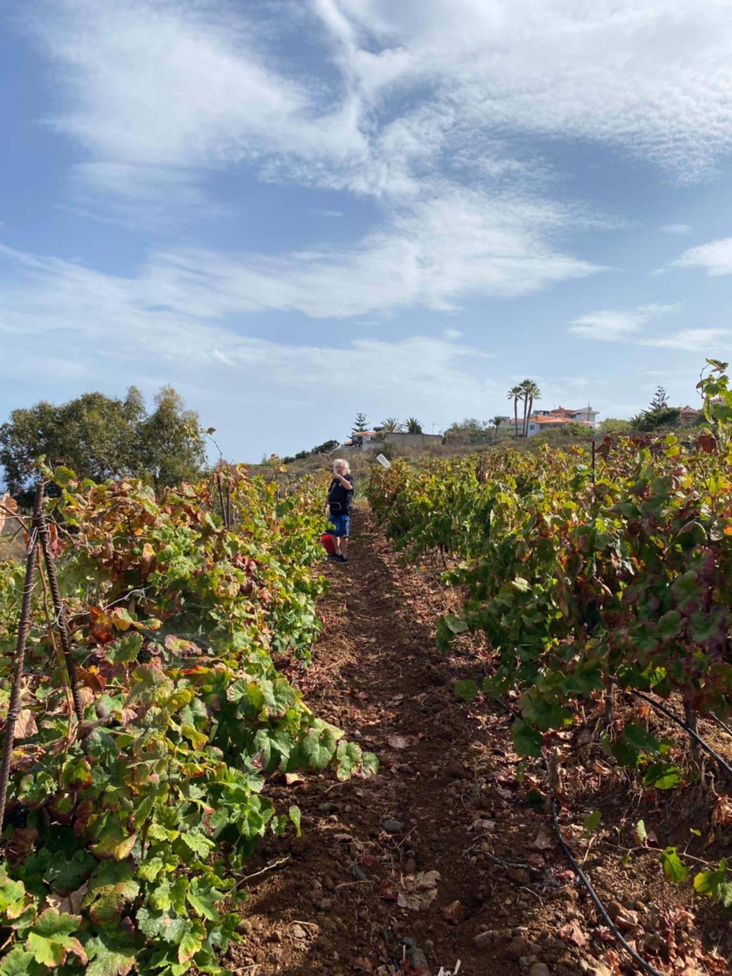 Finca Angelus Apartment Syrah With Amazing Views Ла-Матанса-де-Асентехо Экстерьер фото
